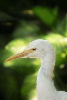Portrait of young Egret in tropical forest