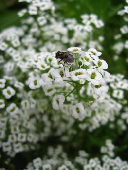 fly on the white flowers enjoys the beauty and odor