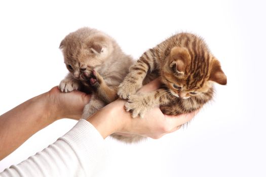 cat in hands isolated on white background