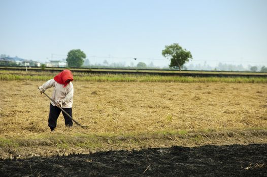 A farmer working on rice filed, after harvesting.