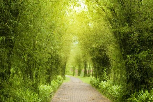 A path leading into a tropical garden.