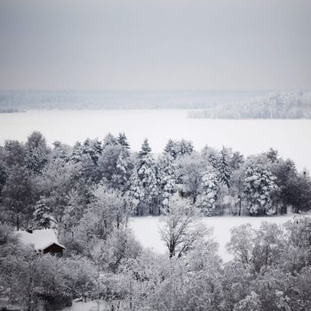 winter trees on snow white background