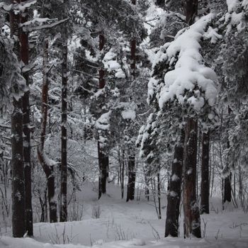 winter trees on snow white background