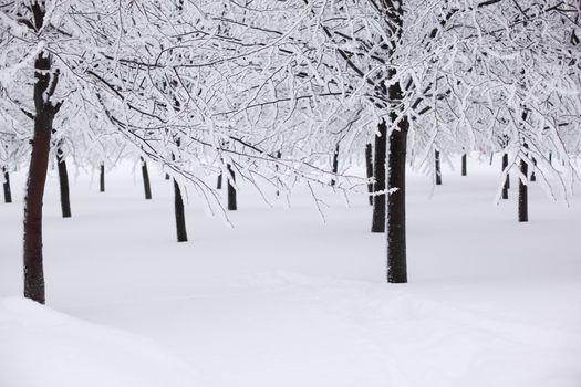 winter trees on snow white background