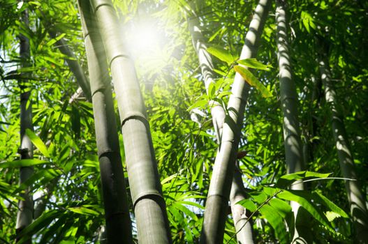 Landscape of Asian Bamboo forest with morning sunbeam.