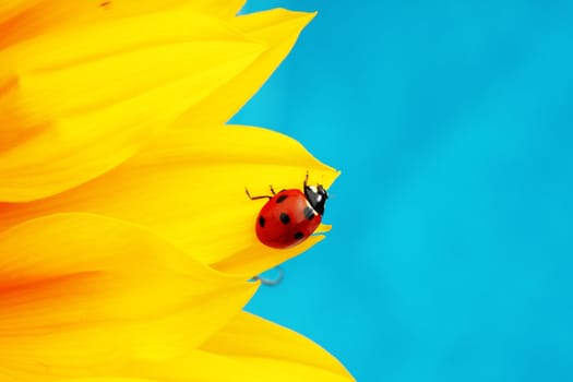 ladybug on sunflower blue background