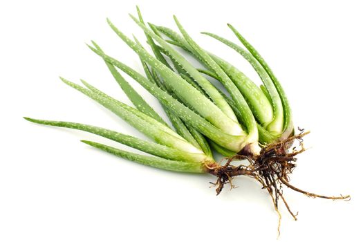 Aloe Vera plant on white background