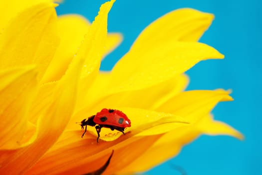 ladybug on sunflower blue background