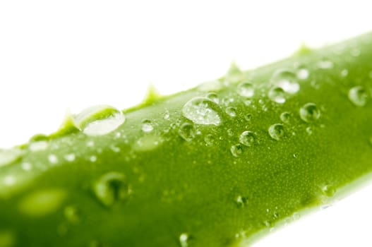 Green leaf of aloe with drops of water