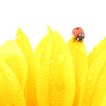 ladybug on sunflower isolated white background