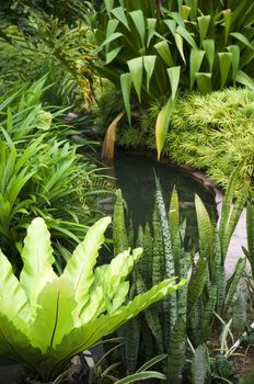 Tropical garden with fish in pond and various plants.
