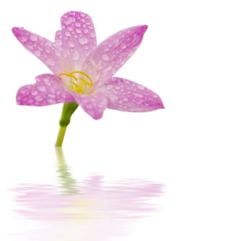 Beautiful pink flower on white background