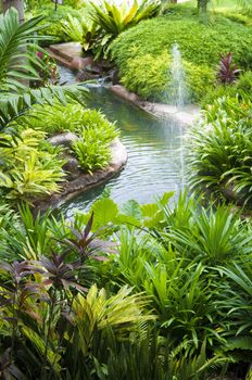 Tropical garden, pond and plants.