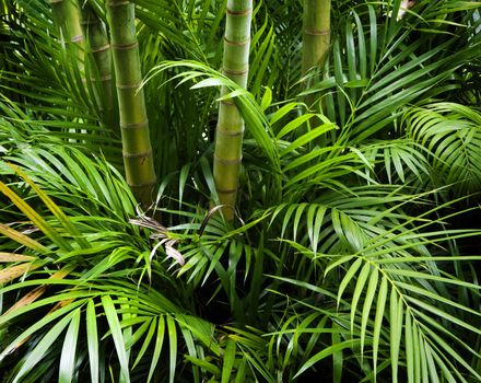 Landscape of tropical bamboo plant in garden