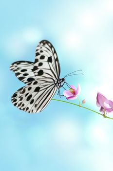 Rice Paper Butterfly on pink flower, sky background