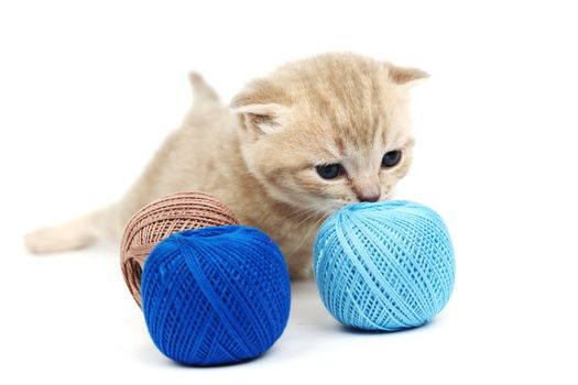 cat and blue wool ball isolated on white