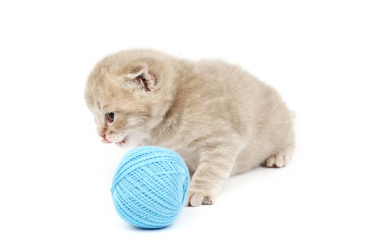 cat and blue wool ball isolated on white
