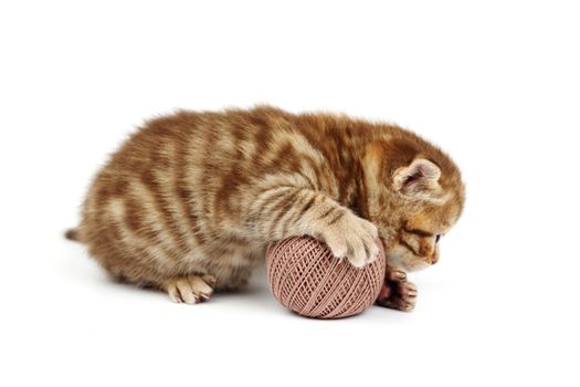cat and gray wool ball isolated on white
