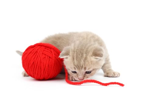 cat and red wool ball isolated on white