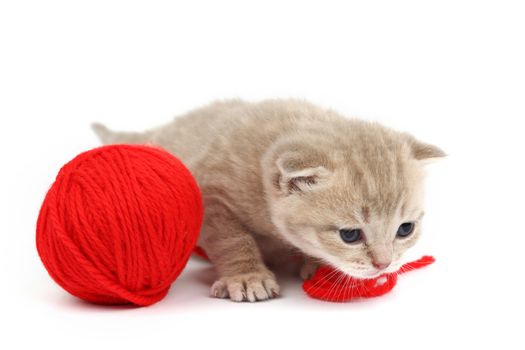 cat and red wool ball isolated on white