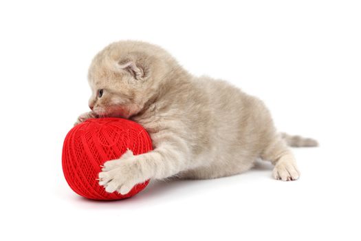 cat and red wool ball isolated on white