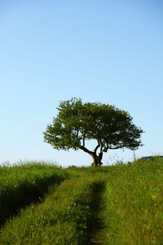 alone tree on green grass field