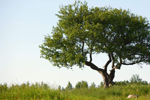 alone tree on green grass field