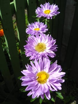 Beautiful flowers of purple asters is very fragrant