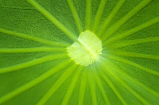 Close up on a green lotus leaf