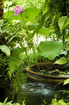 Secret garden, flowing water, lotus flower and plants.