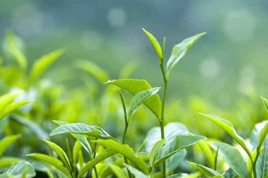 Close up fresh tea leaves in morning sunlight.