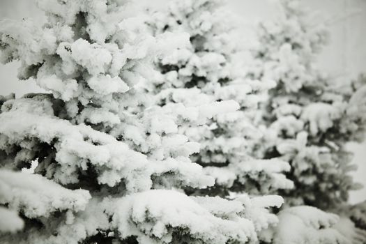  winter trees on snow white background
