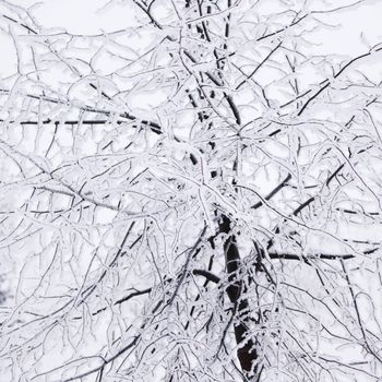  winter trees on snow white background