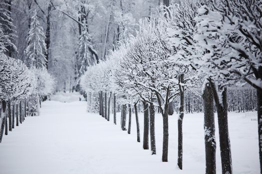  winter trees on snow white background