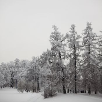  winter trees on snow white background