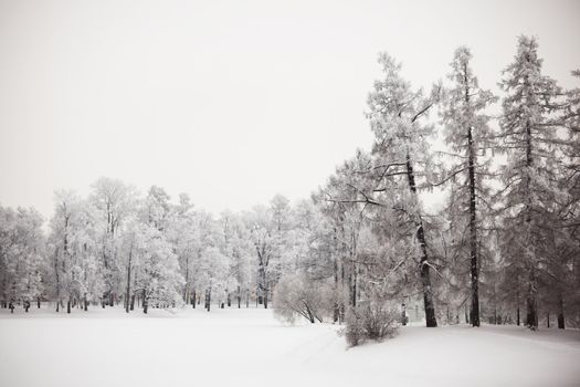  winter trees on snow white background