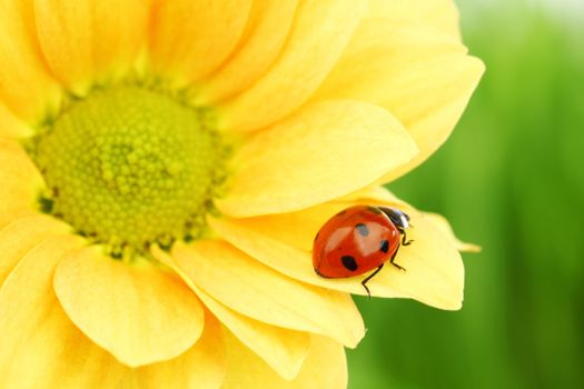 ladybug on yellow flower grass on background