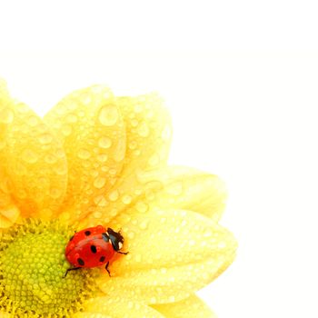 ladybug on yellow flower isolated white background