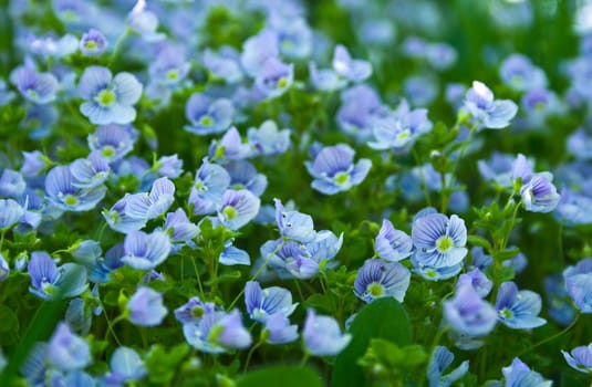 Blue small flowers