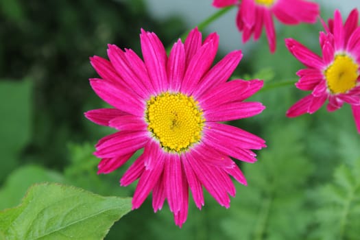 Beautiful pink daisy flower in green garden