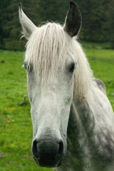 White horse