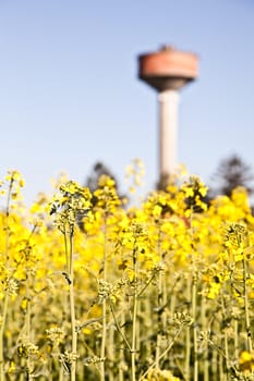 Water tower in a field of yellow flowers during spring season