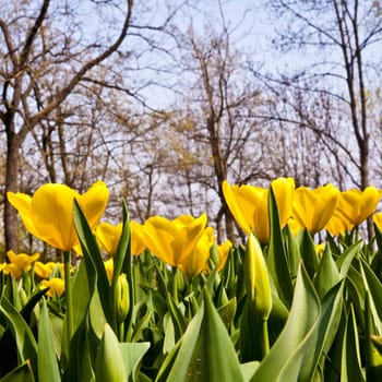 Golden variaties of Tulips - spring season (April)