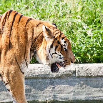 The tiger (Panthera tigris), a member of the Felidae family, is the largest of the four "big cats" in the genus Panthera. The tiger is native to much of eastern and southern Asia, and is an apex predator and an obligate carnivore.