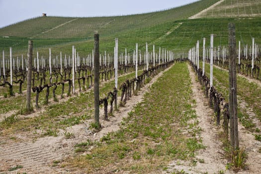 Barbera vineyard during spring season, Monferrato area, Piedmont region, Italy