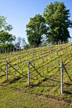Vineyard with a drip irrigation system running along the top of the vines