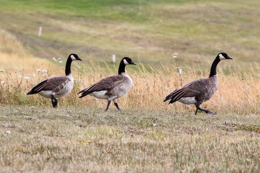 Three Canadian geese walking in dry grass