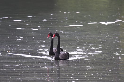 Black swan, anatidae