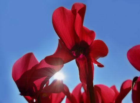 Closeup of red cyclamens against blue sky and sun 