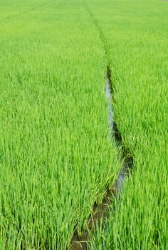 ricefield Thailand